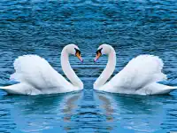 Swans Slide
